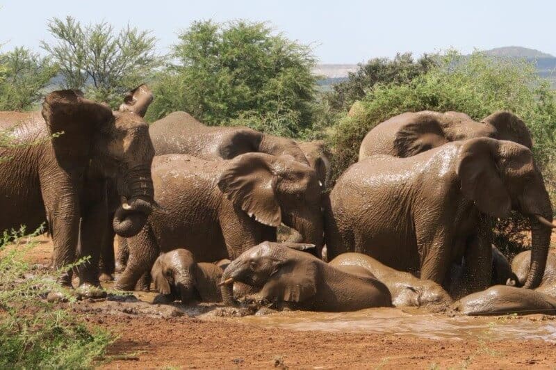 elephants, bath, mud bath, animal babies, elephant babies, safari, sunset, family
